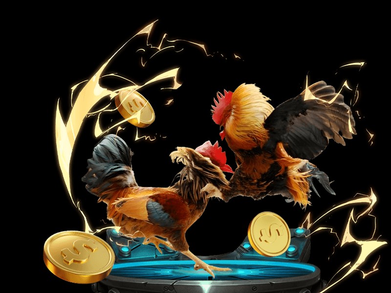 Giao diện người dùng hiển thị trận đấu đá gà trực tiếp với các tùy chọn đặt cược đa dạng